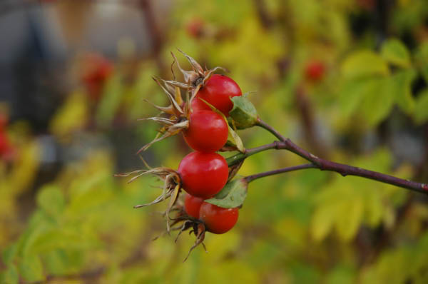 Lungau Herbst 2006 140